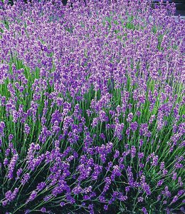 Blauer Duft-Lavendel 'Provence'