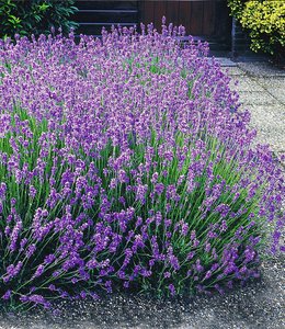Lavendel-Hecke 'Blau'