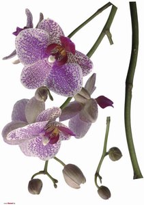 Komar Wandtattoo Orchidee Blumen Orchidee B/L: ca. 100x70 cm