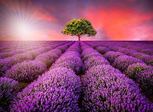 Papermoon Fototapete "Lavendel Field in Sunburst"