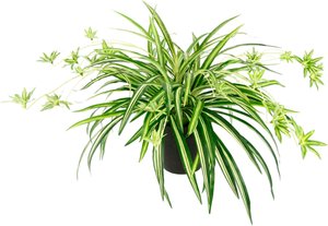 I.GE.A. Kunstpflanze "Wasserlilie", Im Topf
