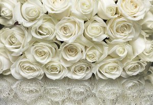 Komar Fototapete "A La Rose", 368x254 cm (Breite x Höhe)
