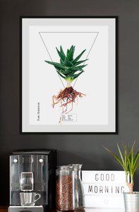 queence Bild "Aloe vera", (1 St.)