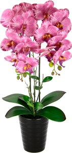 I.GE.A. Kunstblume "Orchidee", Im Topf Phalaenopsis Orchidee Phalaenopsis mit Übertopf Hochzeit