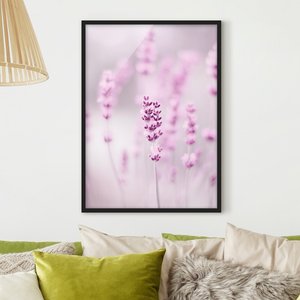 Bild mit Rahmen Zartvioletter Lavendel