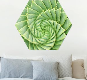 Hexagon-Alu-Dibond Bild Spiral Aloe