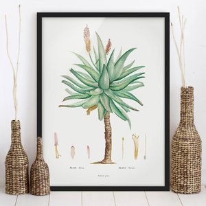 Bild mit Rahmen Botanik Vintage Illustration Aloe