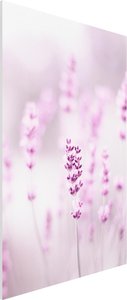 Forexbild Zartvioletter Lavendel