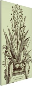 Magnettafel Vintage Aloe Vera Americana Major