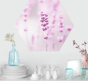 Hexagon-Forexbild Zartvioletter Lavendel