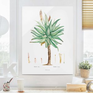 Glasbild - Hochformat Botanik Vintage Illustration Aloe