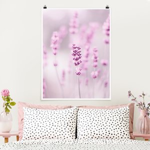 Poster Zartvioletter Lavendel