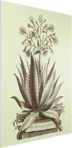 Forexbild Blumen - Hochformat Vintage Aloe Serrata