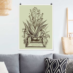 Poster Vintage Aloe Vera Americana Major