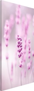Magnettafel Zartvioletter Lavendel