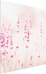 Forexbild Zartrosaner Lavendel