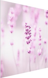 Forexbild Zartvioletter Lavendel