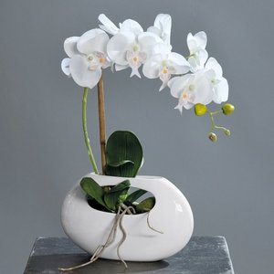 Orchidee Phalaenopsis Keramiktopf Cream