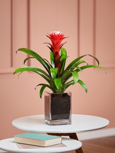 Rote Guzmania in Vase