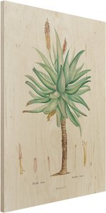 Holzbild Botanik Vintage Illustration Aloe
