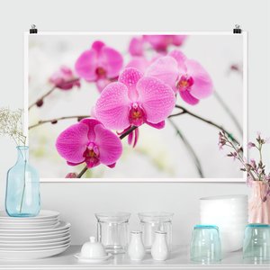 Poster Nahaufnahme Orchidee