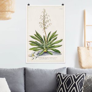 Poster Vintage Botanik Illustration Yucca