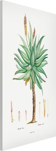 Magnettafel Botanik Vintage Illustration Aloe