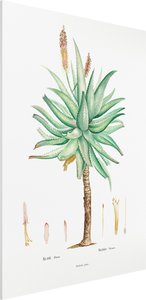 Forexbild Botanik Vintage Illustration Aloe