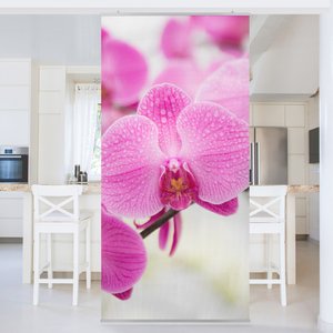 Raumteiler Nahaufnahme Orchidee
