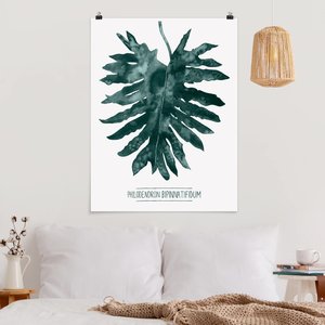 Poster Blumen Smaragdgrüner Philodendron Bipinnatifidum