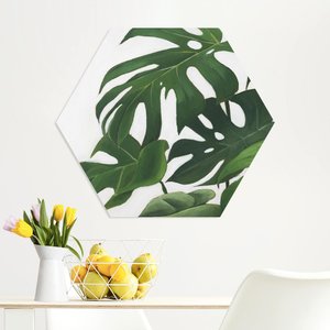 Hexagon-Forexbild Lieblingspflanzen - Monstera