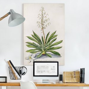 Leinwandbild Vintage Botanik Illustration Yucca