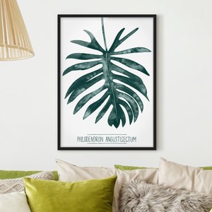 Bild mit Rahmen Kunstdruck - Hochformat Smaragdgrüner Philodendron Angustisectum