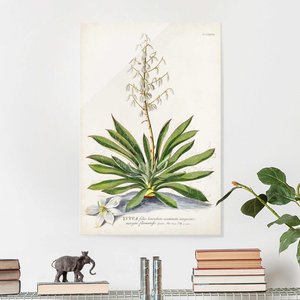 Glasbild Vintage Botanik Illustration Yucca