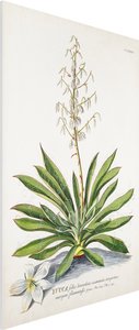 Forexbild Vintage Botanik Illustration Yucca