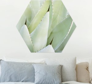 Hexagon-Forexbild Aloe