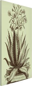 Magnettafel Vintage Aloe Serrata