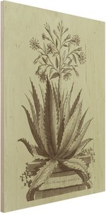 Holzbild Vintage Aloe Serrata