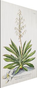 Alu-Dibond Bild Blumen - Hochformat 2:3 Vintage Botanik Illustration Yucca