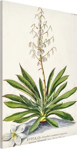 Magnettafel Blumen - Hochformat 2:3 Vintage Botanik Illustration Yucca
