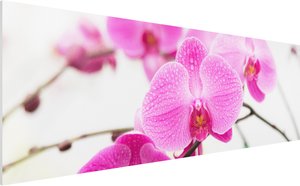 Forexbild Nahaufnahme Orchidee