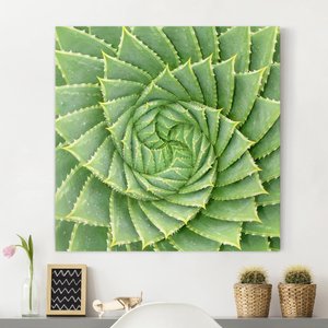 Leinwandbild Botanik - Quadrat Spiral Aloe