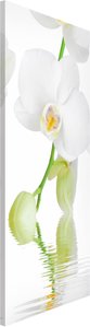 Magnettafel Blumen - Hochformat 1:2 Orchideen Wellness Orchidee