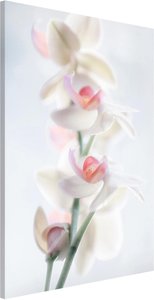 Magnettafel Zerbrechliche Orchidee