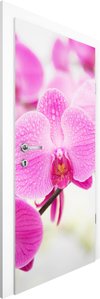 Türtapete Nahaufnahme Orchidee
