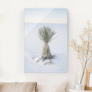 Glasbild Yucca Palme in weißem Sand