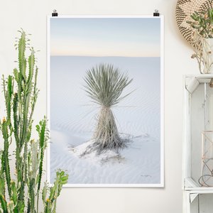 Poster Yucca Palme in weißem Sand