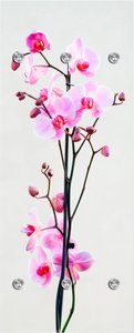 queence Garderobenleiste "Orchidee"