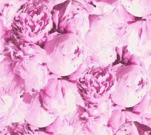 A.S. Création Vliestapete "Neue Bude 2.0 Romantic Flowery mit romantischen Rosen", floral