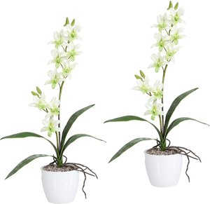 Creativ green Kunstpflanze "Orchidee Dendrobie", (Set, 2 St.), im Keramiktopf